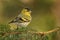 Eurasian Siskin - Spinus spinus sitting - male on the branch,  small passerine bird in the finch family Fringillidae. It is also