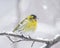 Eurasian siskin (Spinus spinus) is a small passerine bird in the finch family Fringillidae.