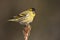 Eurasian siskin standing on a branch