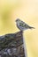 Eurasian siskin standing on a branch