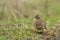 Eurasian sky lark