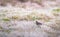 Eurasian skylark Alauda arvensis in England