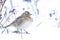 Eurasian skylark, Alauda arvensis, foraging in snow, beautiful cold Winter setting