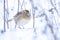 Eurasian skylark, Alauda arvensis, foraging in snow, beautiful cold Winter setting