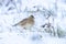 Eurasian skylark, Alauda arvensis, foraging in snow, beautiful cold Winter setting