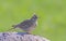 The Eurasian skylark - Alauda arvensis is a passerine bird in the lark family, Alaudidae