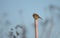 Eurasian skylark Alauda arvensis sitting on a post.