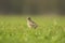 Eurasian skylark bird Alauda arvensis bird in a meadow