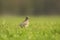 Eurasian skylark bird Alauda arvensis bird in a meadow