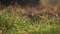 Eurasian skylark bird close up