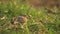 Eurasian skylark bird close up