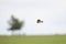 Eurasian skylark in flight