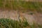 Eurasian skylark looks out of the grass, preparing to fly for th