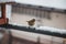 Eurasian skylark sits on a snowy fence next to a feeder and swallows seeds for survival. He shouts to his mates to come and eat