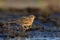 Eurasian skylark warms in hot sweet morning light on the soil ground