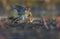 Eurasian skylarks fight against each other on the earth in fierce and severe battle