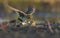 Eurasian skylarks fight against each other on the ground in fierce and severe battle