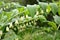 Eurasian Solomon`s seal Polygonatum multiflorum L., branch with flowers