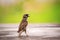 Eurasian sparrow and paddy in mouth standing on wood table with