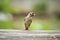 Eurasian sparrow and paddy in mouth standing on wood table with