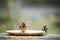 Eurasian sparrow and paddy in mouth standing on wood table with