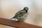 Eurasian Sparrow , on white background