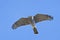 Eurasian sparrowhawk Accipiter nisus