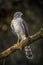 The Eurasian Sparrowhawk, accipiter nisus