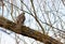 Eurasian Sparrowhawk, Accipiter nisus. A bird of prey sits on a lopsided tree trunk