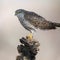 Eurasian sparrowhawk Accipiter nisus. The bird sits on a stick in winter in the forest, on a beautiful side. Side view