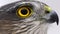 Eurasian Sparrowhawk Accipiter nisus female. Close-up portrait