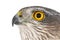 Eurasian Sparrowhawk, Accipiter nisus, female. Close-up portrait