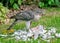 Eurasian Sparrowhawk - Accipiter nisus with prey.