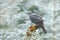 Eurasian sparrowhawk, Accipiter nisus, sitting on the snow in the forest with caught little songbird. Wildlife animal scene from