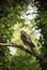 Eurasian Sparrowhawk in Italian forest