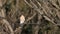 Eurasian sparrowhawk  in Japan