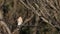 Eurasian sparrowhawk  in Japan