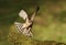 Eurasian Sparrowhawk landing on a mossy wooden log