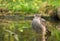 Eurasian Sparrowhawk taking a bath