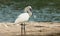 Eurasian Spoon Bill in Plumage, Platalea leucorodia, Ranganathittu Bird Sanctuary, Karnataka, India