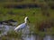 Eurasian spoonbill 1.