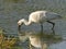 Eurasian spoonbill