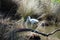 Eurasian spoonbill