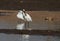 Eurasian spoonbill