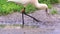 Eurasian spoonbill bird wading in the mudflats in closeup, common bird specie from Eurasia