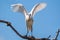 Eurasian spoonbill on a branch with open wings