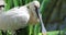 Eurasian Spoonbill or Common Spoonbill