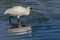 The Eurasian Spoonbill or Common Spoonbill Platalea leucorodia, eating fhish.