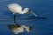 The Eurasian Spoonbill or Common Spoonbill Platalea leucorodia. Fishing.