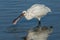 The Eurasian Spoonbill or Common Spoonbill Platalea leucorodia , fishing.